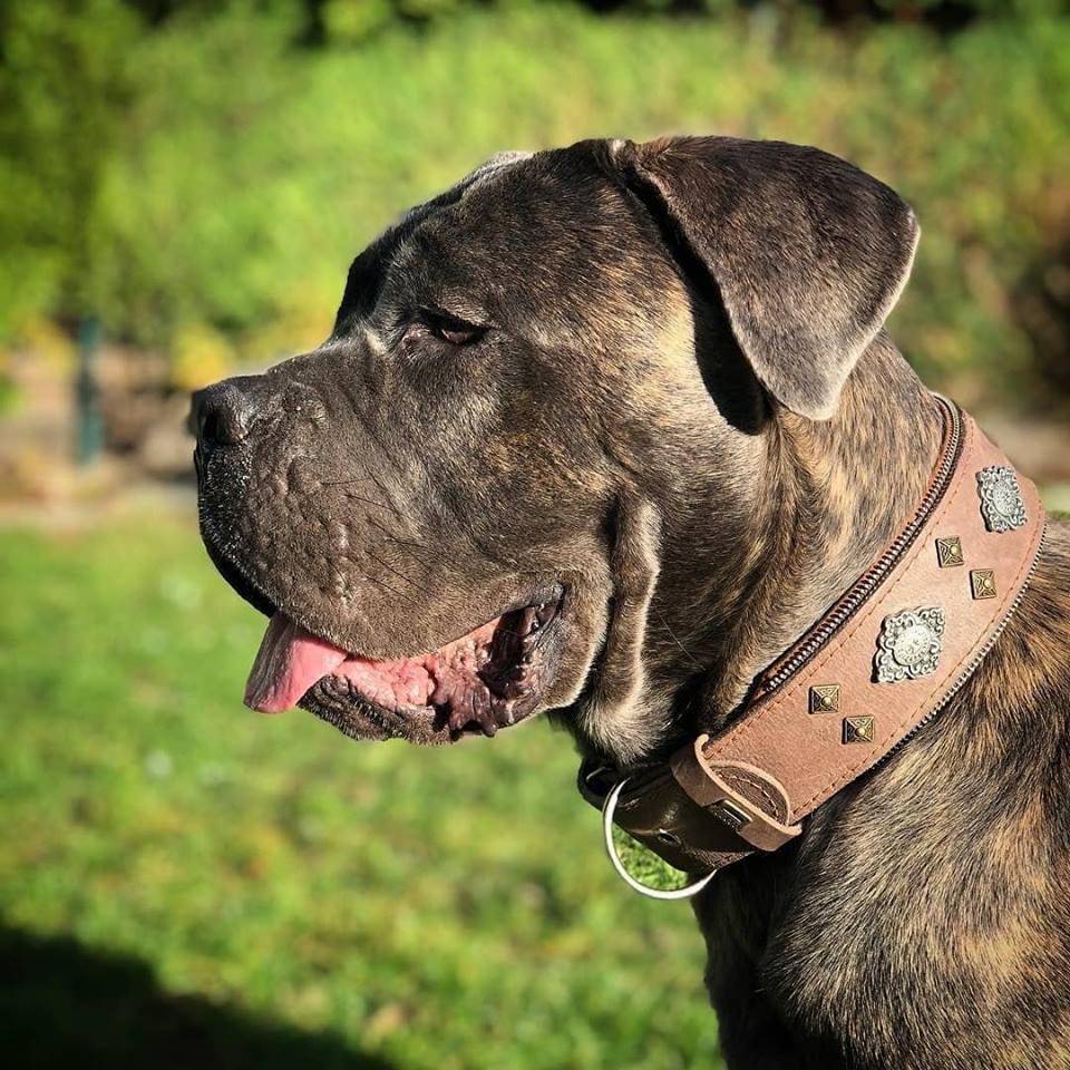 BESTIA Aztec – Lederhalsband für Hunde, Grau