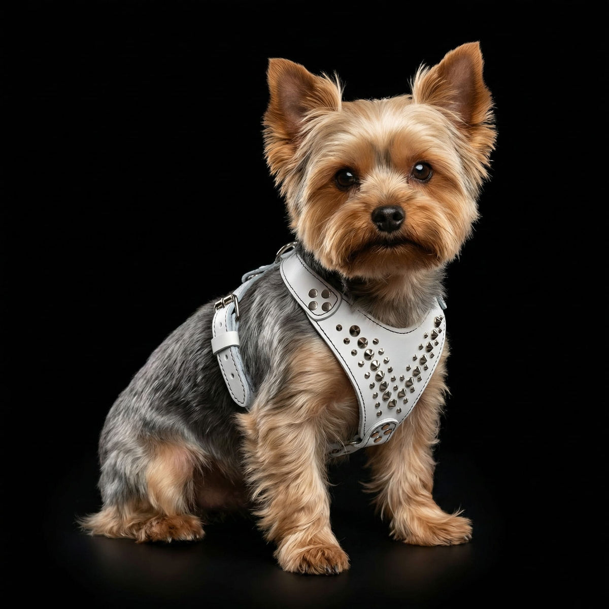 Star Hundegeschirr aus Leder, Gepolstert & handgefertigt Gr. S & M