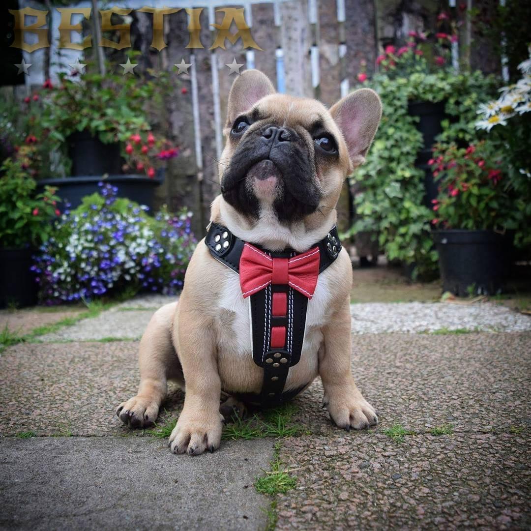 Bowtie Hundegeschirr aus Leder mit Schleife & Polsterung .Gr. S & M