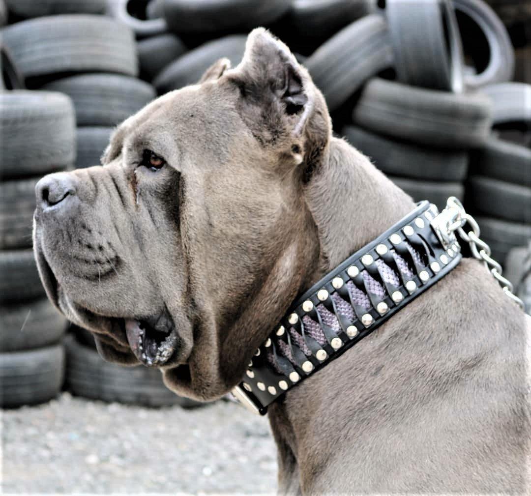 Bestia Steampunk Hundehalsband, Exklusives Design aus Echtleder